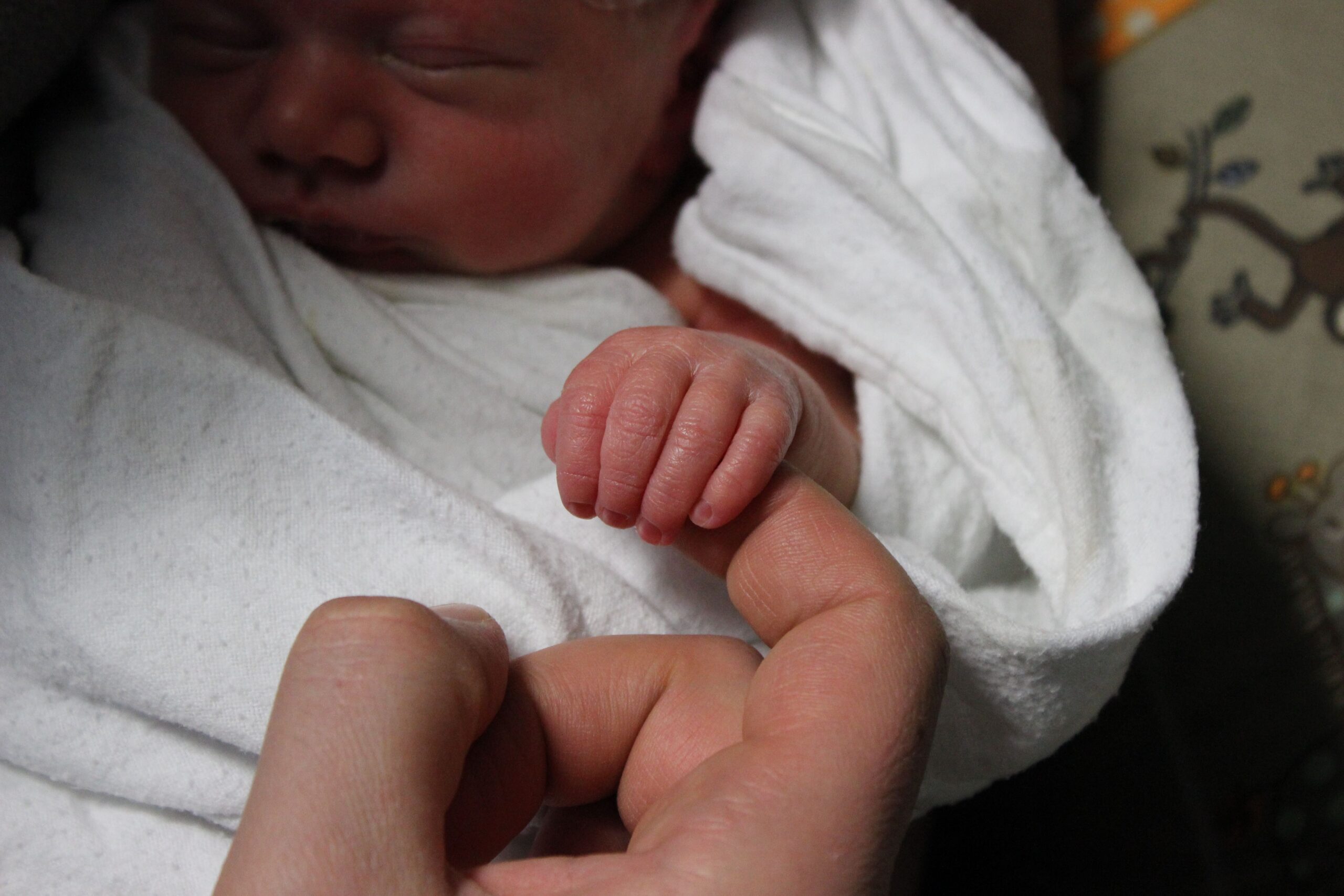 A newborn baby wrapped in a white blanket holds a parent's finger in the hospital. A newborn baby wrapped in a white blanket holds a parent's finger in the hospital.