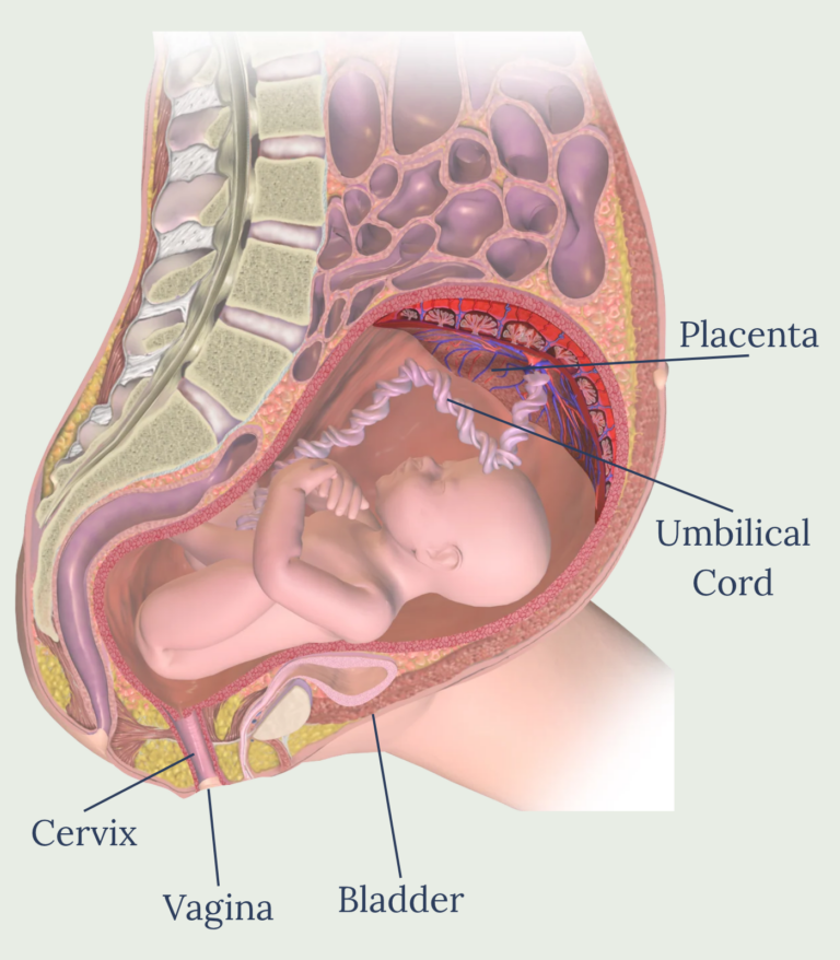 Medical illustration showing a baby inside the uterus near the end of pregnancy, with labeled structures including the placenta, umbilical cord, cervix, vagina, and bladder.